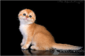 Foto №3. Goldene Chinchilla mit Klappohren. Russische Föderation