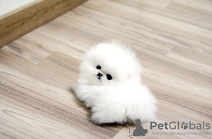 Foto №2 zu Ankündigung № 17283 zu verkaufen pommersche spitz - einkaufen Australien 