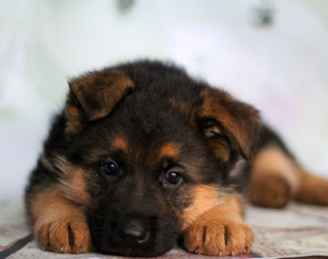Foto №2 zu Ankündigung № 1353 zu verkaufen deutscher schäferhund - einkaufen Weißrussland züchter