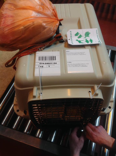 Foto №3. Lieferung von Kätzchen an Güterwagen w / d avia Russland USA Kanada und nicht in Russische Föderation