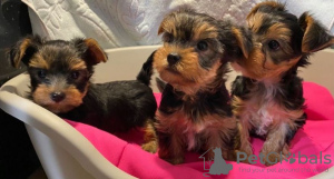 Foto №2 zu Ankündigung № 73995 zu verkaufen yorkshire terrier - einkaufen Deutschland quotient 	ankündigung