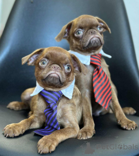 Foto №4. Ich werde verkaufen belgische zwerggriffons in der Stadt Sombor. züchter - preis - 1500€