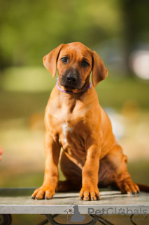 Zusätzliche Fotos: Rhodesian Ridgeback-Welpen