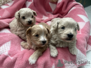 Foto №2 zu Ankündigung № 131224 zu verkaufen maltipu - einkaufen USA quotient 	ankündigung