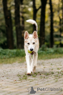 Foto №4. Ich werde verkaufen mischlingshund in der Stadt Москва. aus dem tierheim - preis - Frei