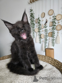 Foto №2 zu Ankündigung № 177874 zu verkaufen maine-coon-katze - einkaufen Deutschland züchter