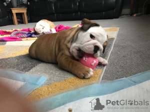 Foto №3. Erschwingliche geimpfte Englische Bulldogge ist jetzt zum Verkauf verfügbar. Deutschland