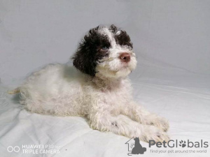 Foto №2 zu Ankündigung № 79530 zu verkaufen lagotto romagnolo - einkaufen Serbien 