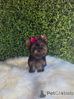 Foto №3. Entzückende Yorkshire-Terrier-Welpen, klein, gesund, geimpft und bereit für ein. Tschechische Republik