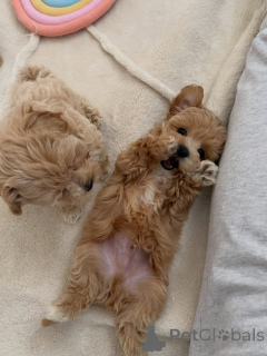 Foto №3. Verspielte Aprikosen-Maltipoo-Welpen, Rüden und Hündinnen erhältlich. Niederlande