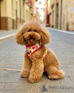 Foto №2 zu Ankündigung № 132651 zu verkaufen pudel (toy) - einkaufen Portugal züchter