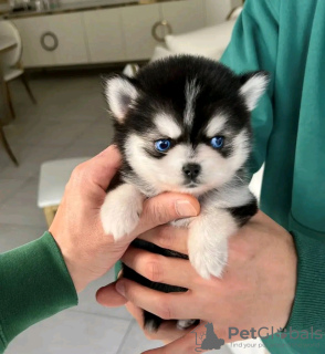 Foto №2 zu Ankündigung № 113004 zu verkaufen siberian husky - einkaufen Finnland quotient 	ankündigung, züchter