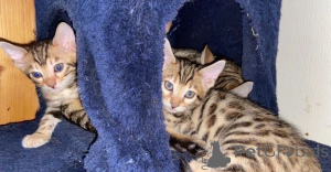 Foto №3. Stammbaum TICA-registrierte Bengals. Niederlande