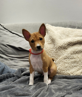 Foto №2 zu Ankündigung № 90927 zu verkaufen basenji - einkaufen Polen züchter