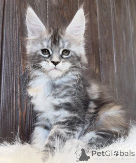 Foto №2 zu Ankündigung № 161722 zu verkaufen maine-coon-katze - einkaufen USA züchter
