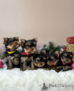 Foto №1. yorkshire terrier - zum Verkauf in der Stadt Frankfurt | 300€ | Ankündigung № 174950