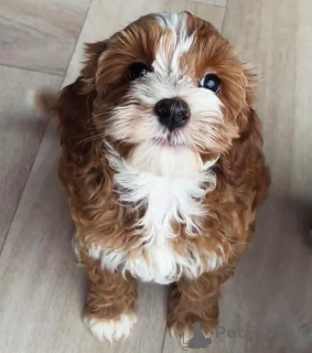 Foto №3. Urocze szczenięta rasy Labradoodle szukają kochającego home!. Polen