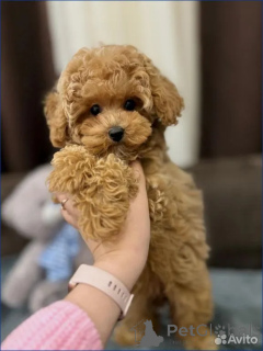 Foto №1. maltipu - zum Verkauf in der Stadt Berlin | 750€ | Ankündigung № 162527