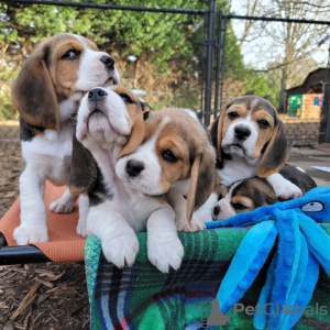 Foto №1. beagle - zum Verkauf in der Stadt Раума | 376€ | Ankündigung № 127710