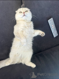 Foto №2 zu Ankündigung № 157770 zu verkaufen britisch kurzhaar - einkaufen Frankreich quotient 	ankündigung