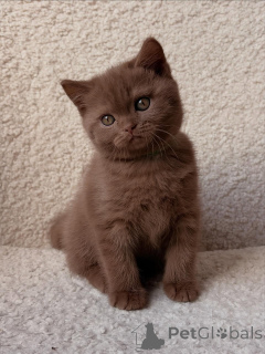 Foto №3. Wunderschöne Britisch Kurzhaar-Kätzchen jetzt erhältlich. Deutschland