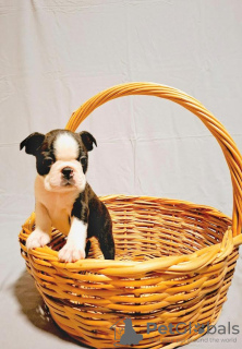 Foto №2 zu Ankündigung № 132787 zu verkaufen boston terrier - einkaufen Serbien züchter