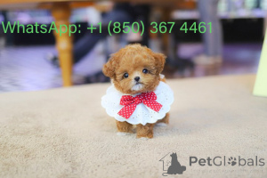 Foto №4. Ich werde verkaufen pudel (toy) in der Stadt Boise. züchter - preis - verhandelt