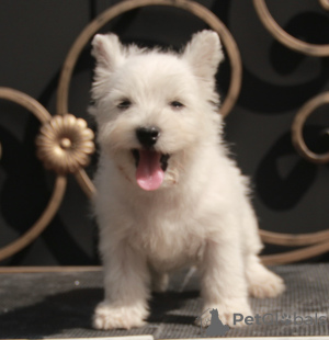 Foto №4. Ich werde verkaufen west highland white terrier in der Stadt Москва. quotient 	ankündigung, vom kindergarten, züchter - preis - 1136€