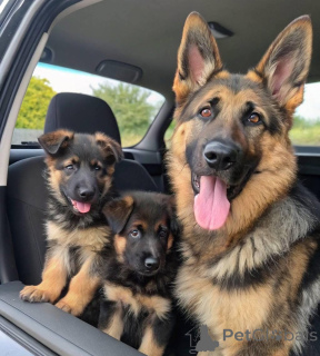Foto №1. deutscher schäferhund - zum Verkauf in der Stadt Köln | verhandelt | Ankündigung № 158378