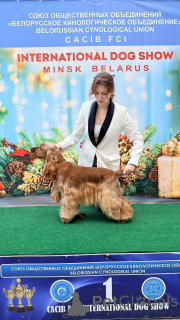 Foto №1. Paarung Service - züchten: english cocker spaniel. Preis - verhandelt