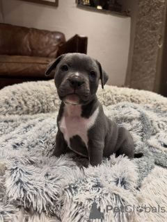 Foto №1. staffordshire bull terrier - zum Verkauf in der Stadt Bordeaux | verhandelt | Ankündigung № 163886