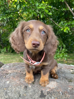 Foto №2 zu Ankündigung № 158456 zu verkaufen dackel - einkaufen Italien züchter