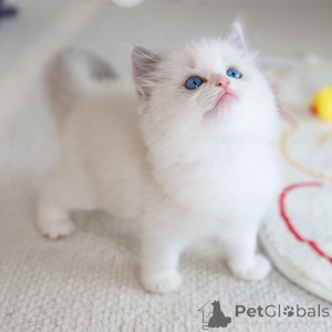 Foto №1. ragdoll-katze - zum Verkauf in der Stadt Cavan | 250€ | Ankündigung № 152261