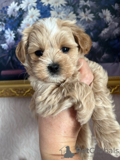 Foto №3. Maltipoo-Welpen f-1. Russische Föderation