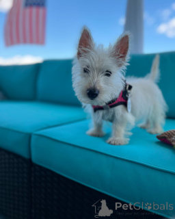 Foto №2 zu Ankündigung № 144443 zu verkaufen scottish terrier - einkaufen USA züchter