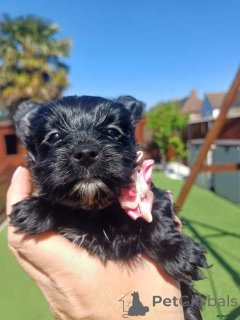 Foto №1. yorkshire terrier - zum Verkauf in der Stadt Estingen | 580€ | Ankündigung № 175715