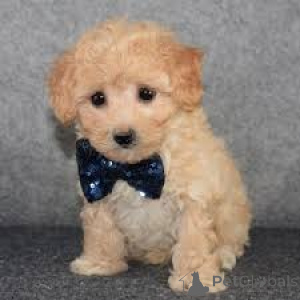 Foto №3. Maltipoo-Welpen zu verkaufen. Deutschland