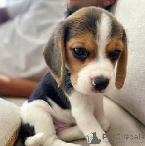 Foto №2 zu Ankündigung № 116060 zu verkaufen beagle - einkaufen Deutschland 