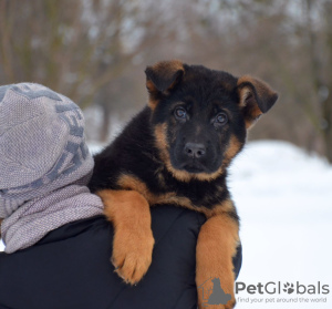 Foto №1. deutscher schäferhund - zum Verkauf in der Stadt Kharkov | 676€ | Ankündigung № 17869