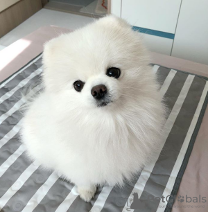 Foto №2 zu Ankündigung № 11334 zu verkaufen pommersche spitz - einkaufen Kuwait quotient 	ankündigung