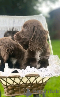 Foto №1. english cocker spaniel - zum Verkauf in der Stadt Флорида Сити | 1063€ | Ankündigung № 138958