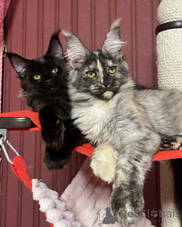 Foto №4. Ich werde verkaufen maine-coon-katze in der Stadt Brighton und Hove. züchter - preis - verhandelt