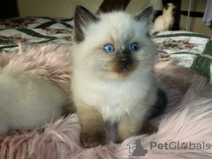 Foto №4. Ich werde verkaufen ragdoll-katze in der Stadt Jerez de la Frontera. quotient 	ankündigung, züchter - preis - 300€