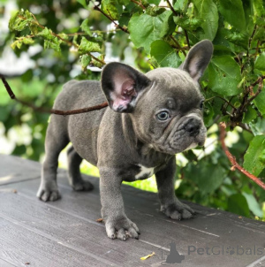 Foto №2 zu Ankündigung № 136241 zu verkaufen französische bulldogge - einkaufen USA züchter