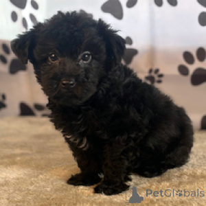 Foto №3. Yorkshire-Terrier-Rüde, 11 Wochen alt, bereit, nach Hause zu gehen. USA