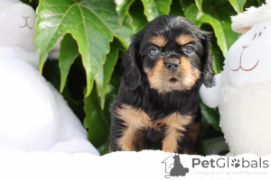 Foto №2 zu Ankündigung № 141028 zu verkaufen cavalier king charles spaniel - einkaufen Portugal züchter