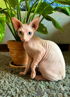 Foto №4. Ich werde verkaufen sphynx cat in der Stadt Warschau. züchter - preis - 1200€