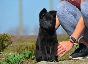Foto №4. Ich werde verkaufen deutscher schäferhund in der Stadt Mariupol. züchter - preis - 274€