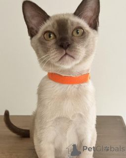 Foto №1. burma-katze - zum Verkauf in der Stadt Charleroi | 399€ | Ankündigung № 135366