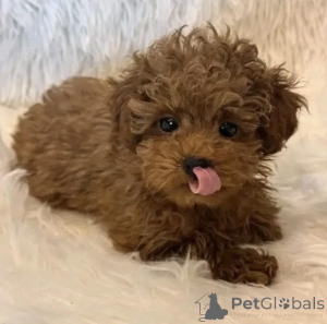 Foto №3. Entzückende Golden Retriever-Welpen zur Adoption. Polen